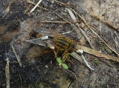 Parhelophilus divisus