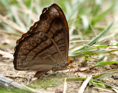 Pseudergolis wedah