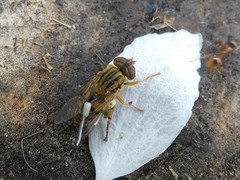 Parhelophilus divisus