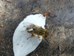 Parhelophilus divisus