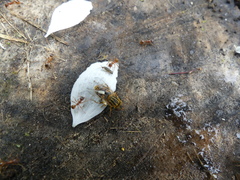 Parhelophilus divisus