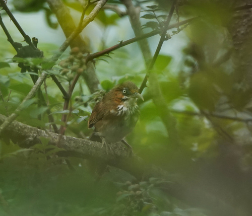 Spot-breasted Scimitar Babbler (Erythrogenys mcclellandi), photo 3