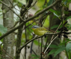 Phylloscopus xanthoschistos