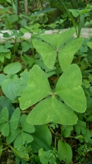 Oxalis