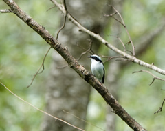 Ficedula westermanni