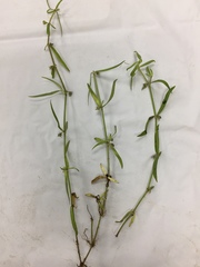 Scleromitrion diffusum