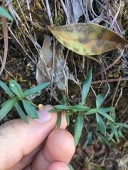 Moehringia macrophylla