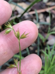 Juncus homalocaulis