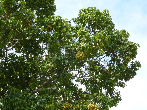 Maranthes glabra