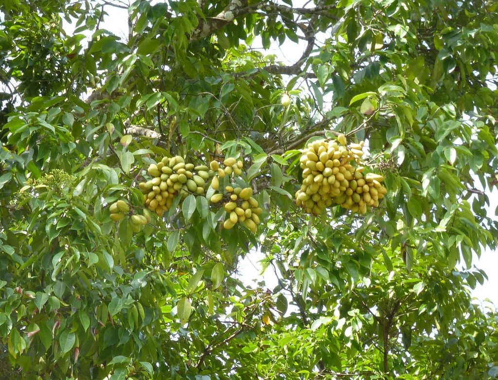 Maranthes glabra