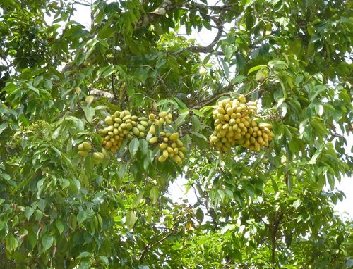 Maranthes glabra