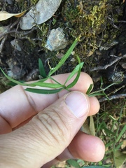 Moehringia macrophylla