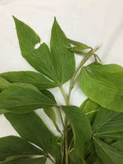 Flemingia macrophylla