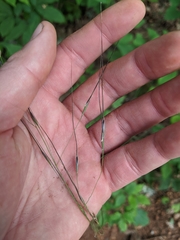 Piptochaetium avenaceum