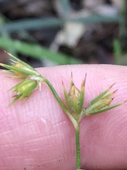 Juncus homalocaulis