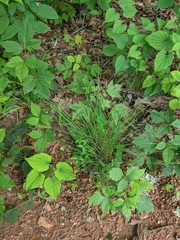 Piptochaetium avenaceum