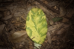 Pennantia cunninghamii