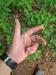 Piptochaetium avenaceum