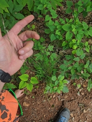 Piptochaetium avenaceum