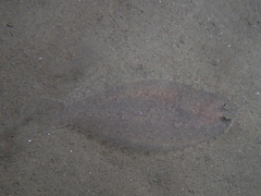 Arnoglossus laterna