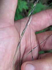 Piptochaetium avenaceum