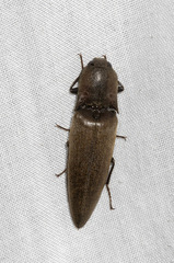 Elaterini