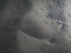 Arnoglossus laterna