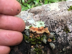 Oxychaete cervinogilva