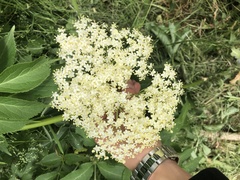 Sambucus nigra