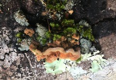 Oxychaete cervinogilva