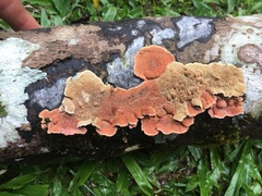 Oxychaete cervinogilva