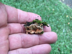 Oxychaete cervinogilva