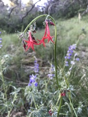 Ipomopsis aggregata aggregata