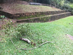 Oxychaete cervinogilva