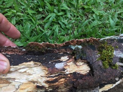 Oxychaete cervinogilva