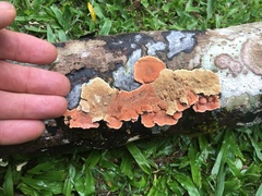 Oxychaete cervinogilva