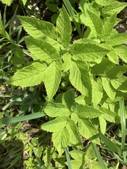 Aegopodium podagraria