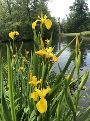 Iris pseudacorus