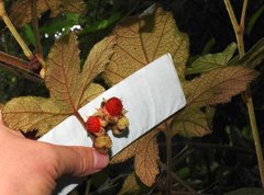 Rubus reflexus