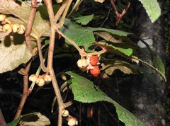 Rubus reflexus