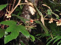 Rubus reflexus