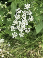 Anthriscus sylvestris