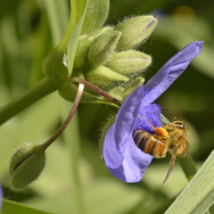 Apis mellifera