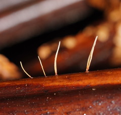 Pterulicium gracile