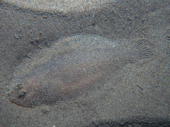Arnoglossus laterna