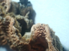 Oxychaete cervinogilva