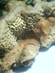 Oxychaete cervinogilva