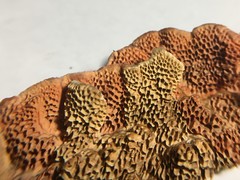 Oxychaete cervinogilva