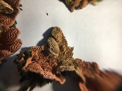 Oxychaete cervinogilva