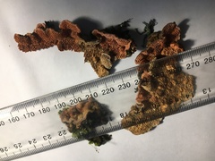 Oxychaete cervinogilva